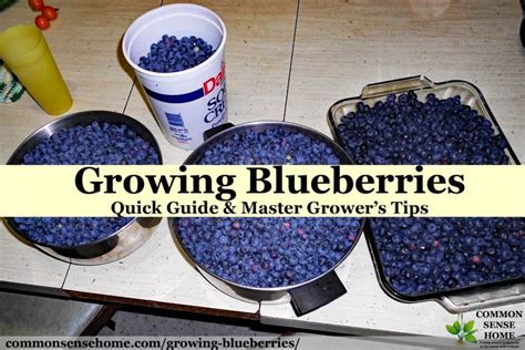 Master Blueberry Cultivation in Malaysia: Our Expert Tips for a .